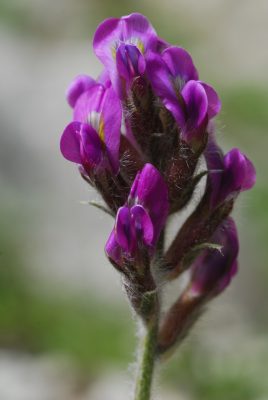 Oxytropis-ocrensis-Ocre-47-268x400