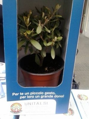 Piantine-d-ulivo-nelle-piazze-Unitalsi