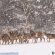 cervi-sibillini-neve-1-55x55