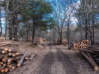 legno-bosco