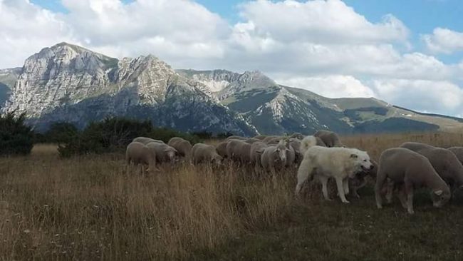 pecora-sopravissana-1-650x366