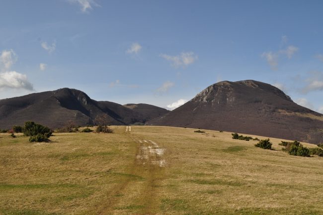 Monte