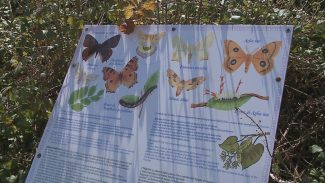 giardino_delel_farfalle_inaugurazione-31-325x183