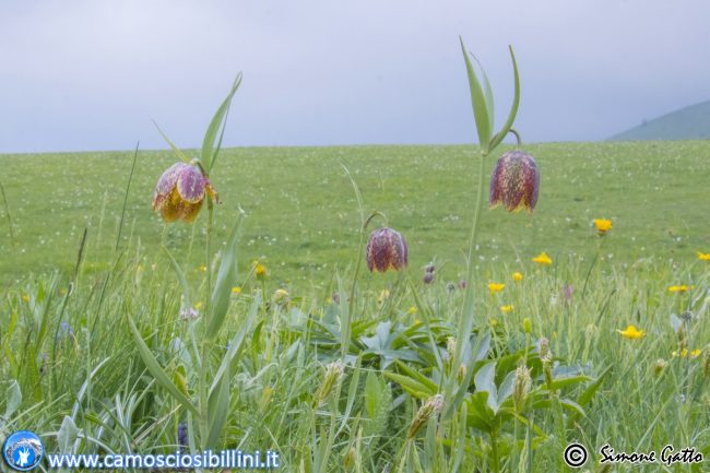 fioriture_ragnolo-1-650x433