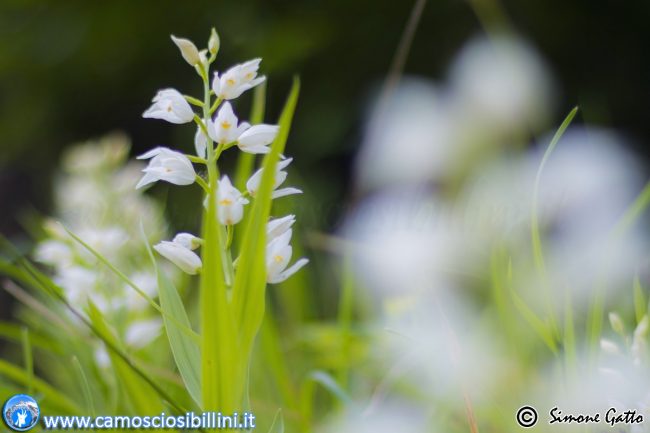 fioriture_ragnolo-2-650x433