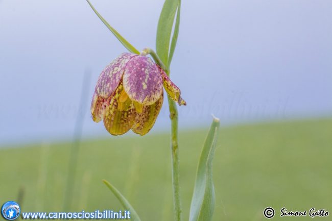 fioriture_ragnolo-3-650x433