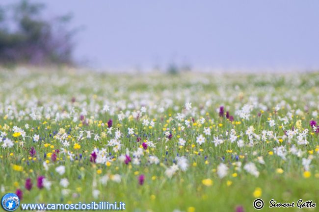 fioriture_ragnolo-4-650x433