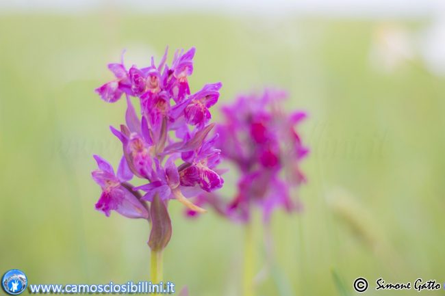 fioriture_ragnolo-5-650x433