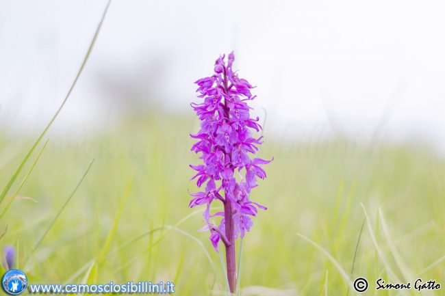 fioriture_ragnolo-6-650x433