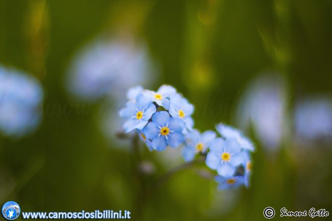 fioriture_ragnolo-7-650x433