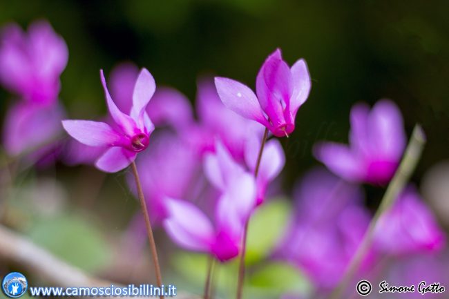 fioriture_ragnolo-8-650x433