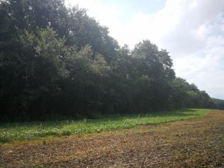 abbadia-bosco-1-325x244