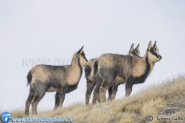 camosci-sibillini-1-650x433