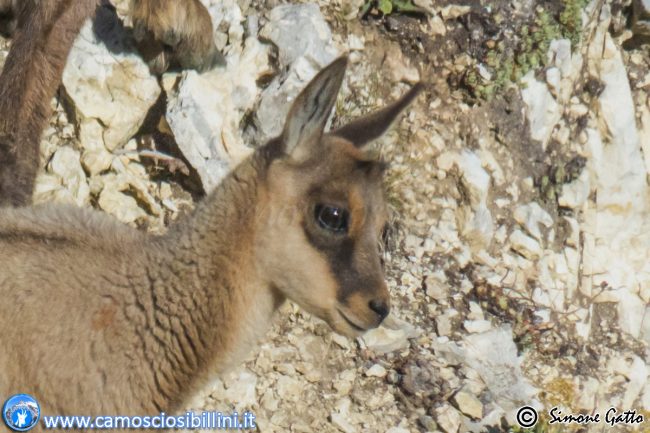 camosci-sibillini-2-650x433