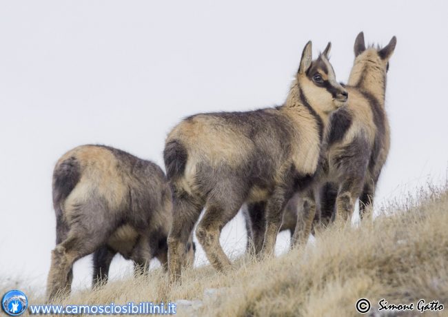 camosci-sibillini-5-650x460