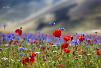 fioritura-castelluccio-matteo-mazzoni-19-325x217