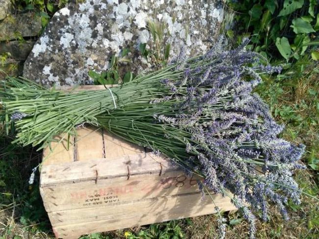 lavanda-