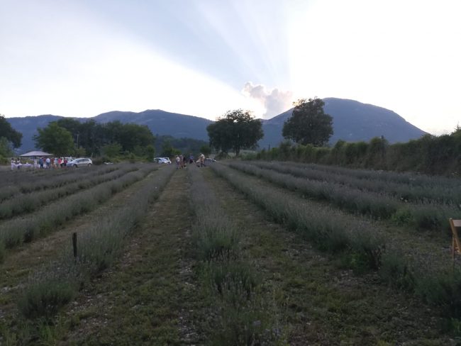 lavanda-3-650x488