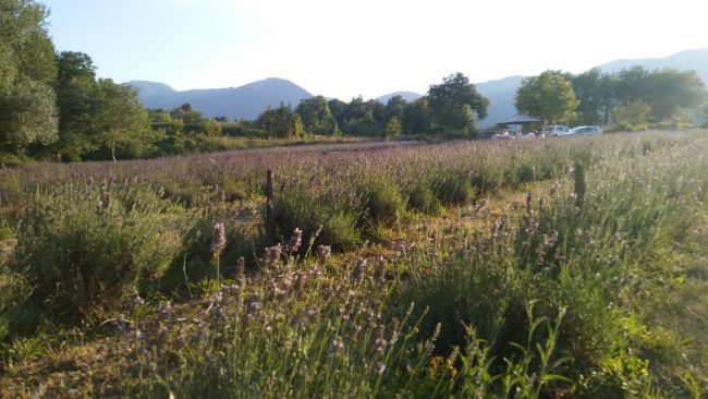 lavanda-4-650x366