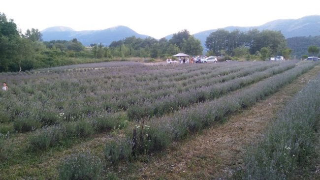 lavanda-5-650x366