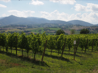 vigneti-matelica