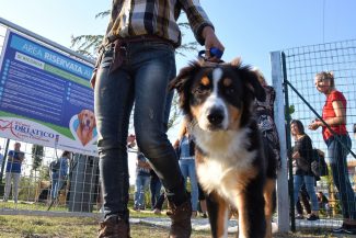 nuova-area-sgambamento-cani-dog-park-cuore-adriatico-civitanova-FDM-10-325x217