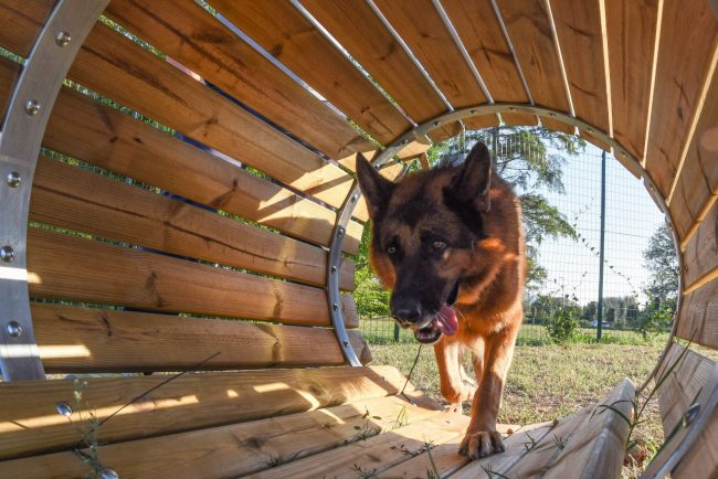 nuova-area-sgambamento-cani-dog-park-cuore-adriatico-civitanova-FDM-12-650x434
