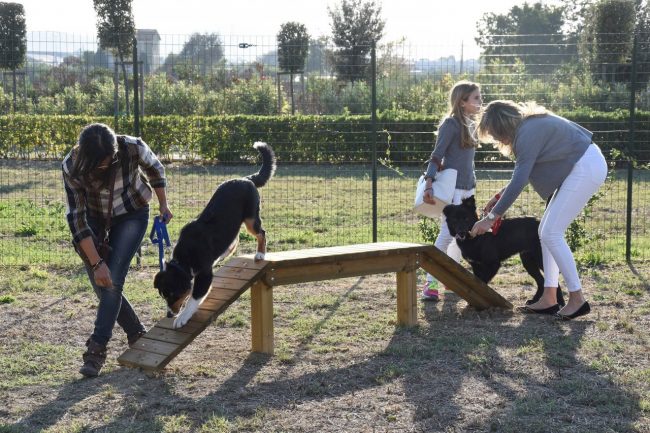 nuova-area-sgambamento-cani-dog-park-cuore-adriatico-civitanova-FDM-13-650x433