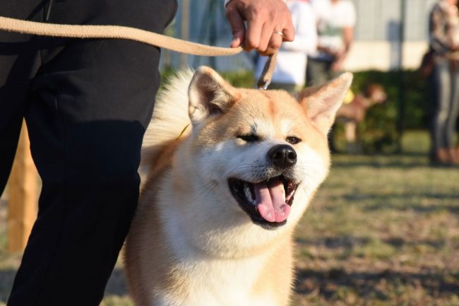 nuova-area-sgambamento-cani-dog-park-cuore-adriatico-civitanova-FDM-18-650x433