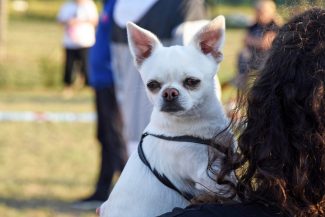 nuova-area-sgambamento-cani-dog-park-cuore-adriatico-civitanova-FDM-21-325x217