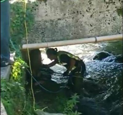 salvataggio-cani-sefro-1