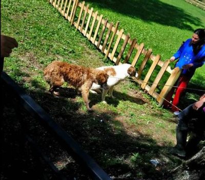 salvataggio-cani-sefro-2