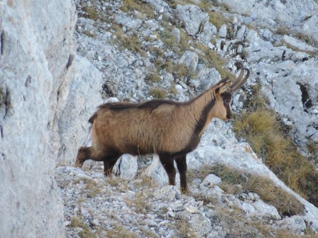 camoscio_03-650x488