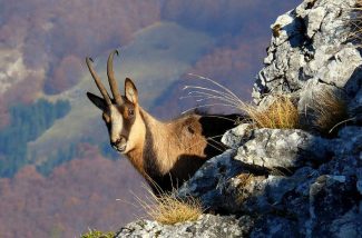 camoscio_04-325x214