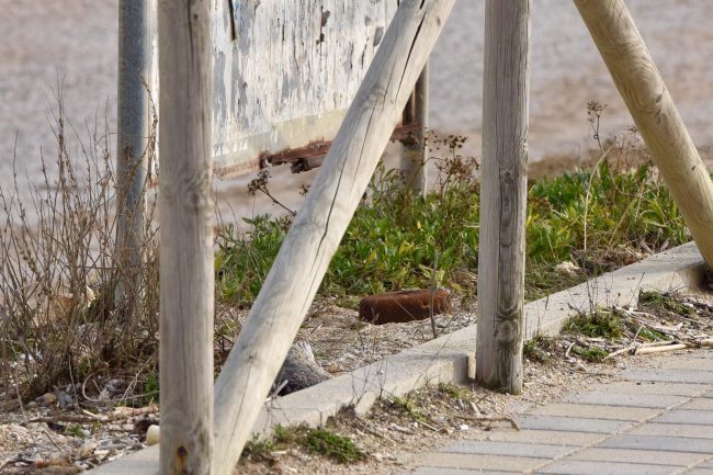 ritrovamento-ordigno-bellico-spiaggia-scossicci-porto-recanati-3-650x433