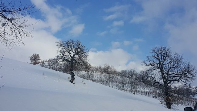neve 11 gennaio 2019