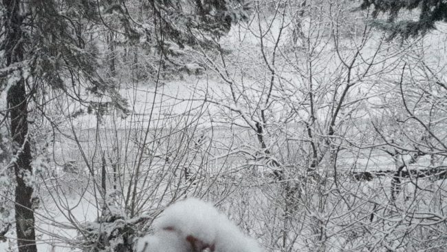 san-ginesio-neve-4-gennaio-650x366