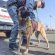 nucleo-cinofilo-cani-antiveleno-carabinieri-parco-cecchetti-civitanova-FDM-1-55x55