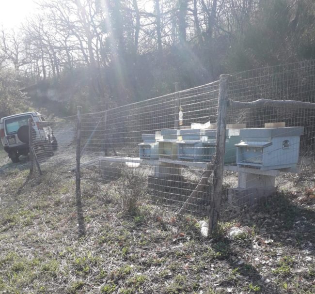 furti-alveari-caldarola-1-e1554393528714-650x607