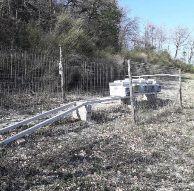 furti-alveari-caldarola-2-e1554393511837-650x639