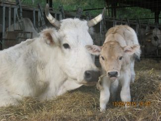 contadini-del-biologico-6-1-325x244