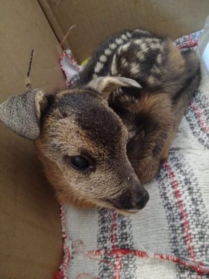 cucciolo-2-300x400