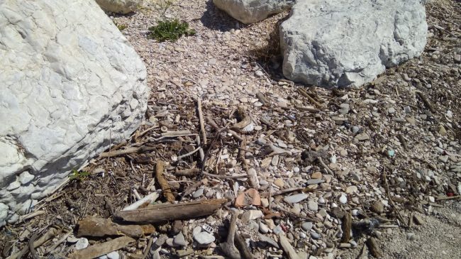 rifiuti-spiaggia-molo-sud-civitanova-4-650x365