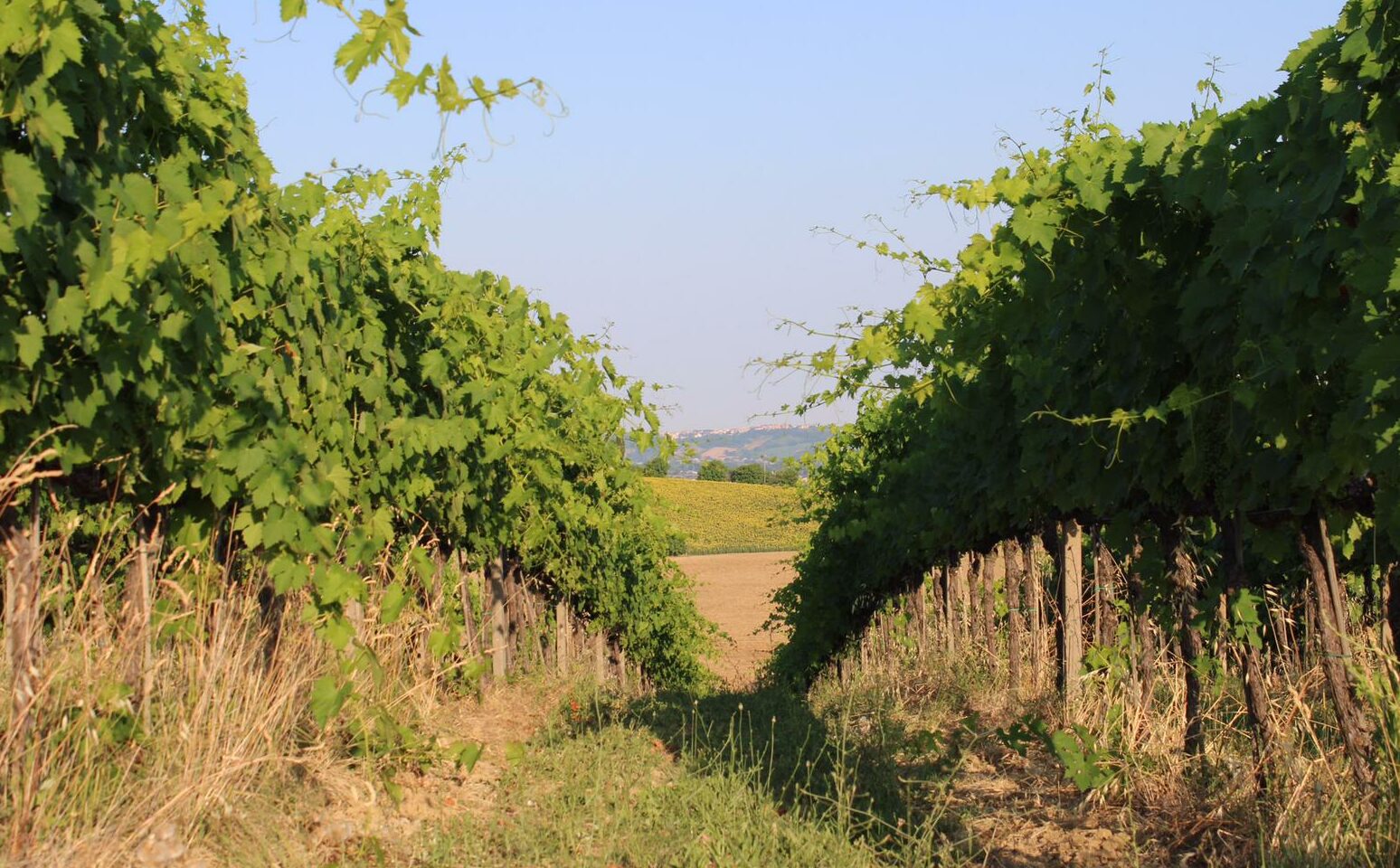 «Zero piogge e afa: la vendemmia parte a Ferragosto» - Vimarsana News
