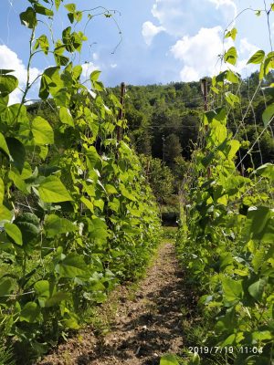 coltivazione-6-300x400