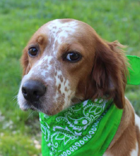 foular-verde-cani