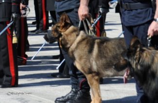 163-Cinofili_Carabinieri-325x212