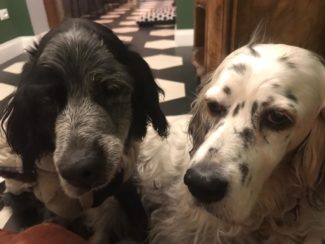 cane-jessy-19-anni-adottato-canile-comunale-macerata-3-325x244