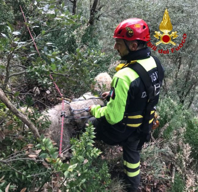 cane-soccorso-matelica-1-650x631