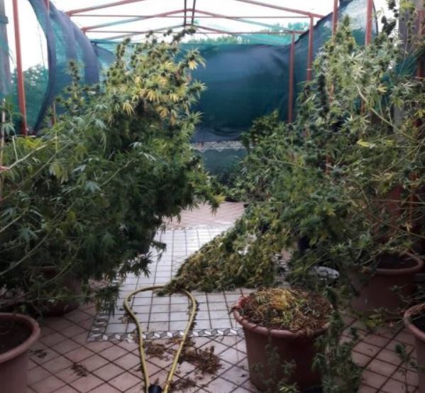 marijuana-porto-recanati-piantagione